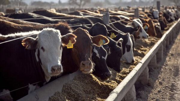 por-que-subir-el-peso-medio-de-faena-no-implica-necesariamente-una-mayor-produccion-de-carne