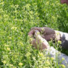 camelina,-un-cultivo-que-propone-reemplazar-al-barbecho-quimico