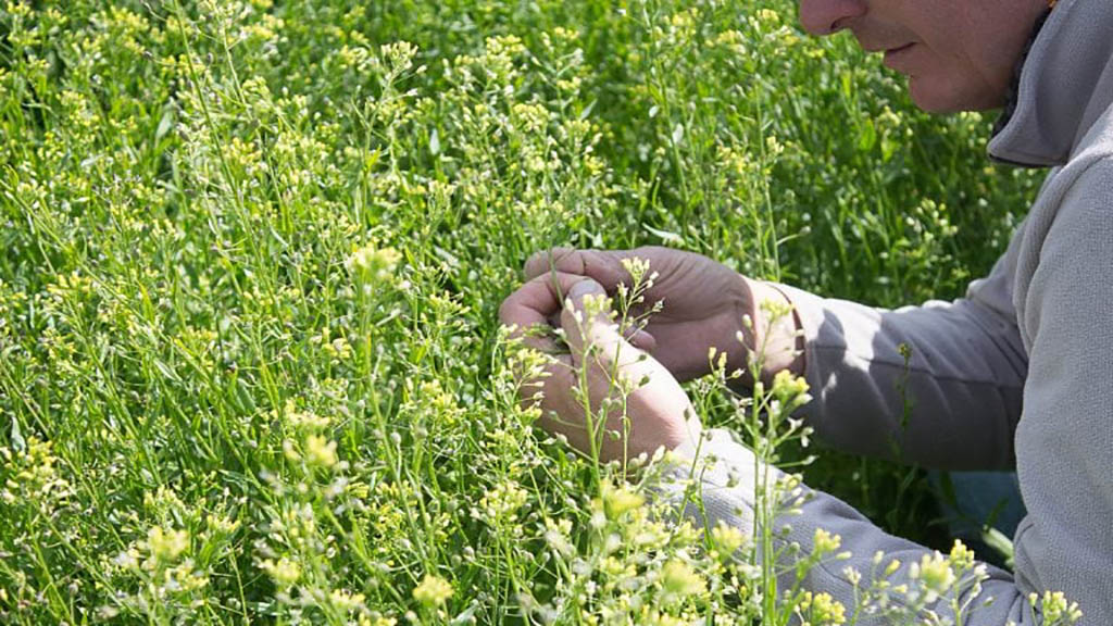 camelina,-un-cultivo-que-propone-reemplazar-al-barbecho-quimico