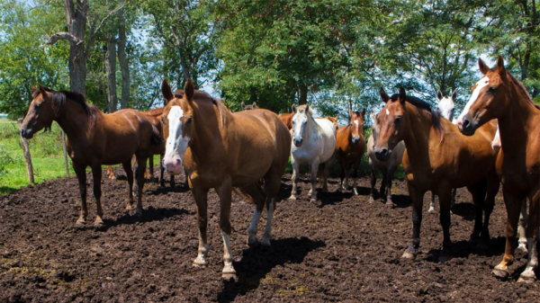 encefalomielitis-equina:-pautas-sanitarias-para-la-prevencion