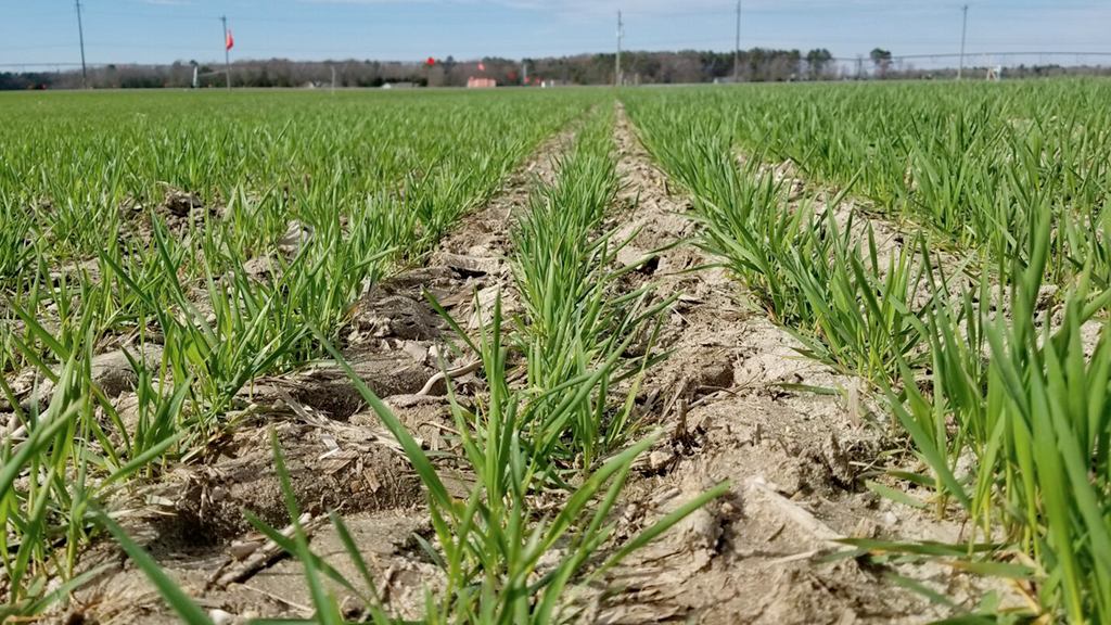 alertan-por-un-retraso-en-la-fertilizacion-del-trigo,-que-afectaria-a-su-calidad