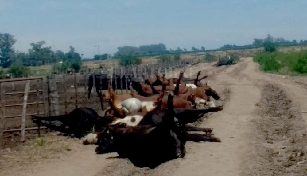 Se registraron casos de muertes de vacunos por cuadros de estrés térmico