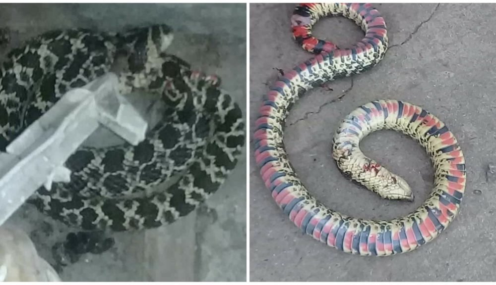 Preocupa la cantidad de apariciones de víboras