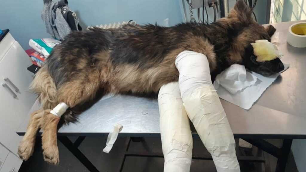 Atropelló, le quebró las patas y abandonó a un perro en Villa Elisa