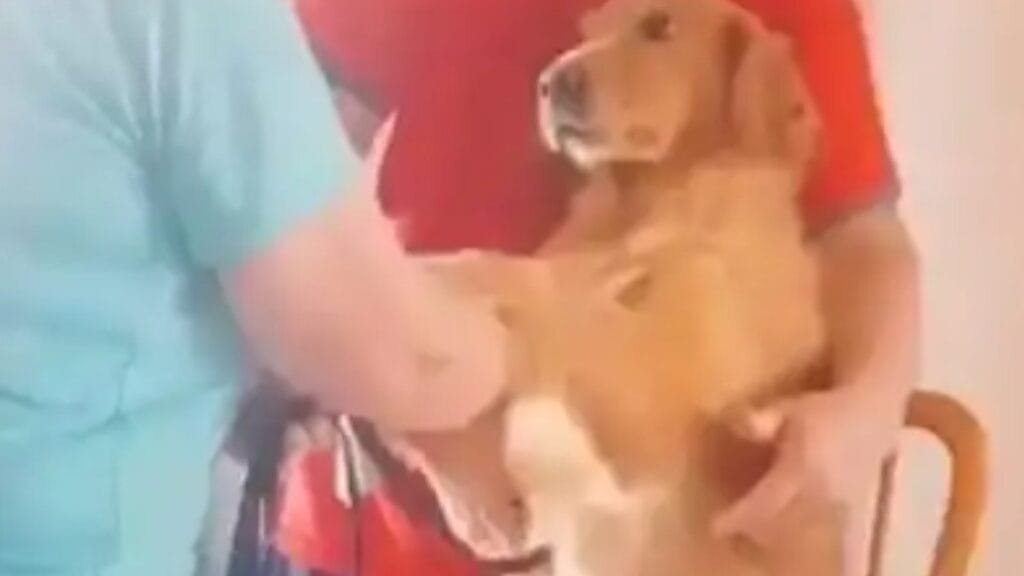 Viral: perra empachada agradece que la hayan curado