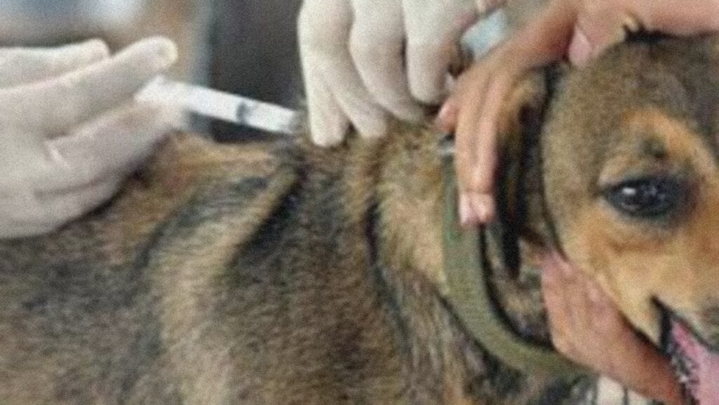 A partir del día lunes se volverá a realizar la vacunación antirrábica