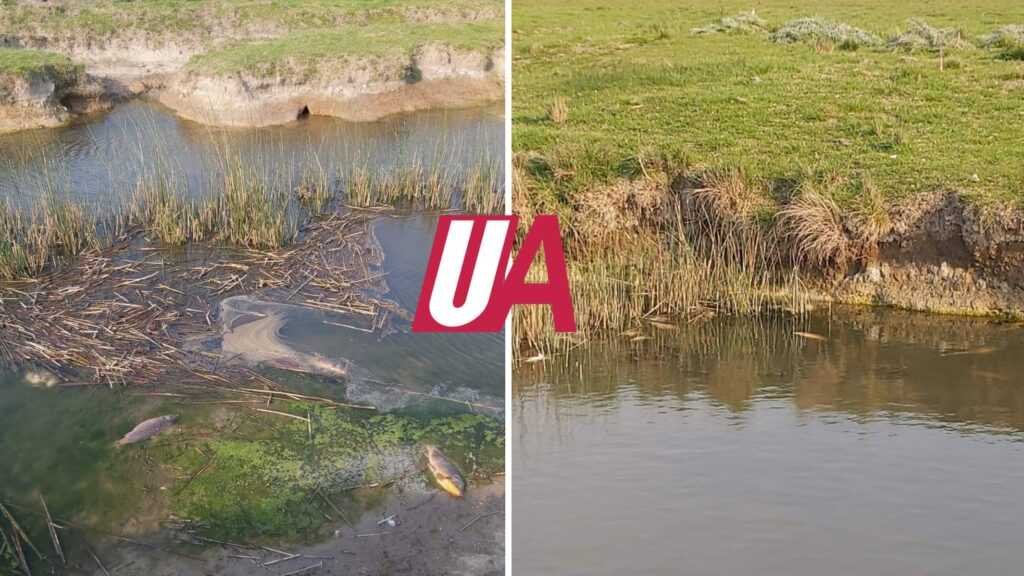 Peces muertos en loma de sanders: denuncian supuestas fumigaciones