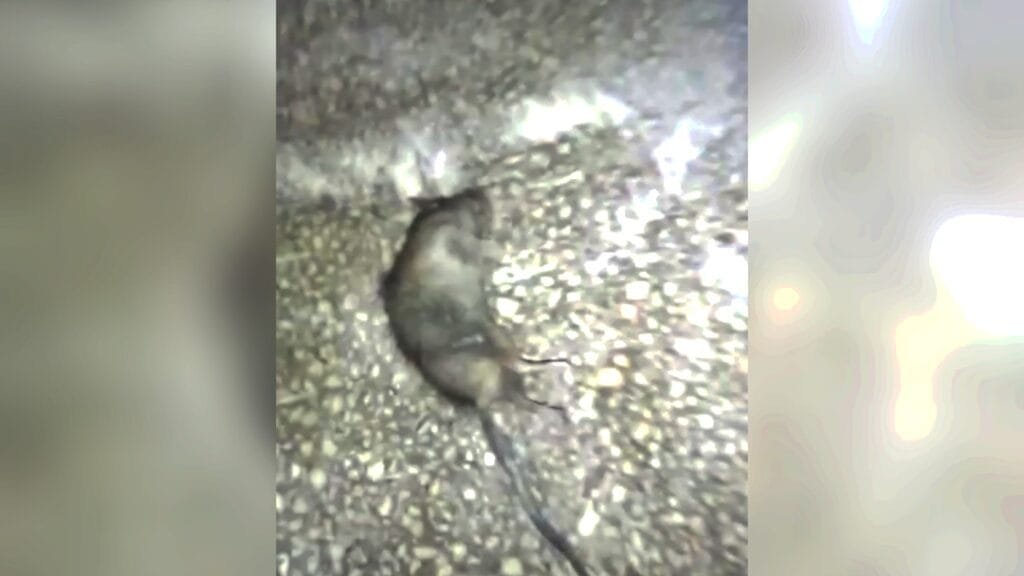 ESCÁNDALO: Trabajadores filmaron roedores en un comercio local