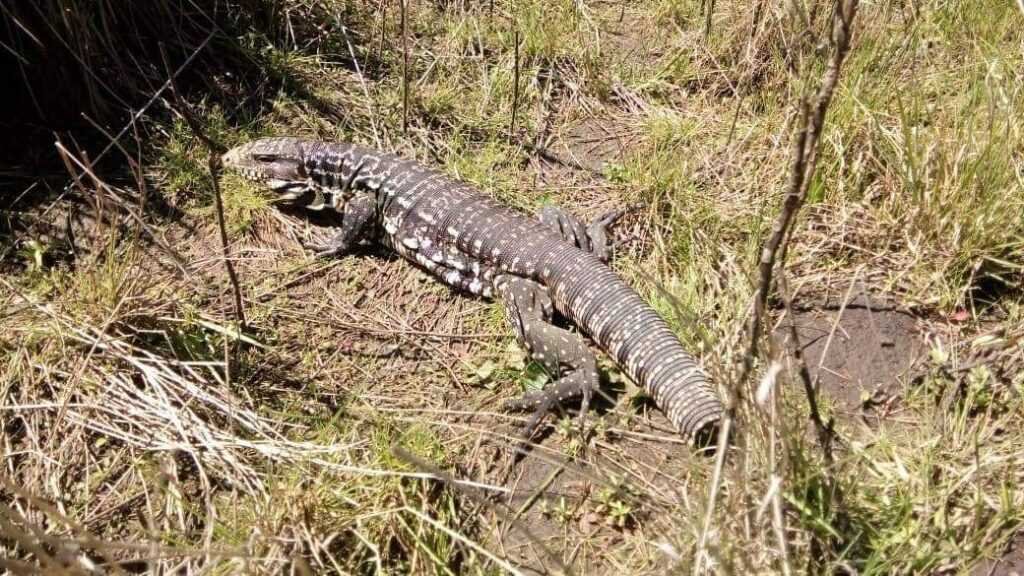 Tras 3 meses de recuperación, PANDA liberó un lagarto que fue encontrado en malas condiciones