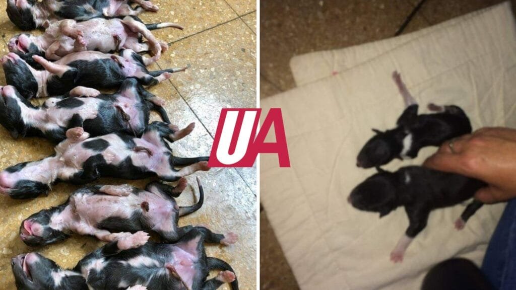 Crueldad animal: La protectora PANDA denuncia que ignorados arrojaron cachorros a la basura