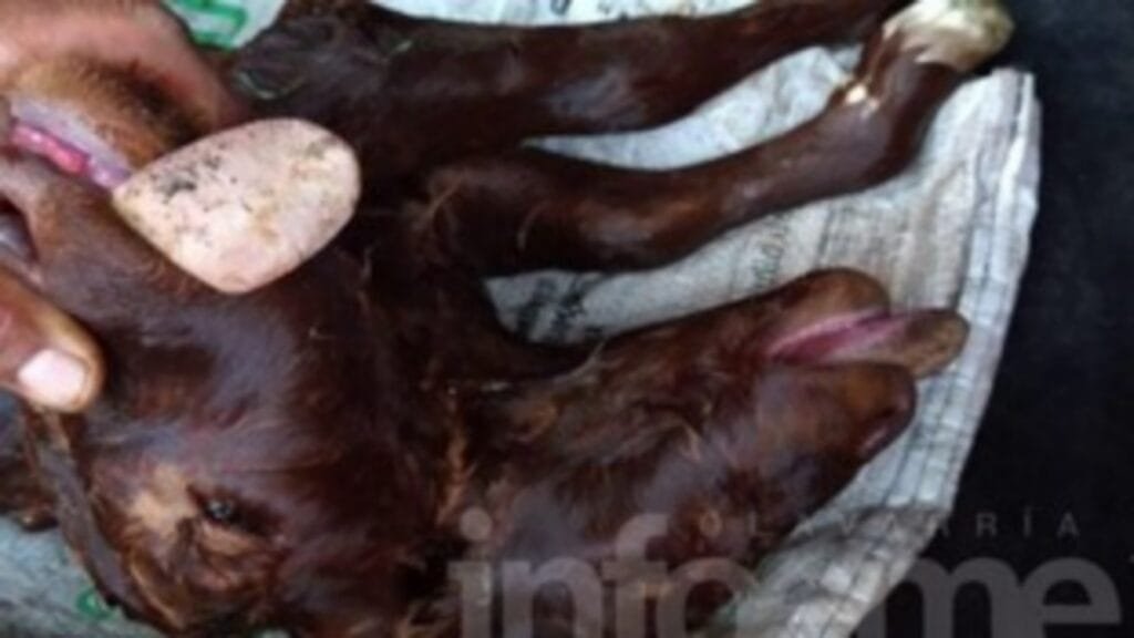 Azul: Nació un ternero con dos cabezas y seis patas