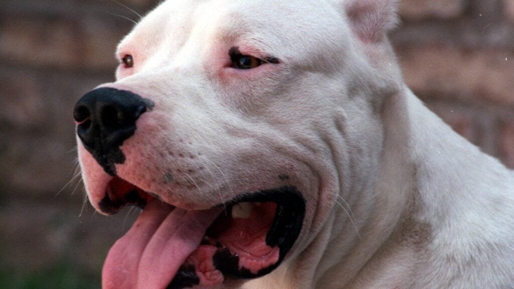 Un dogo mató a una nena de 2 años en Ensenada