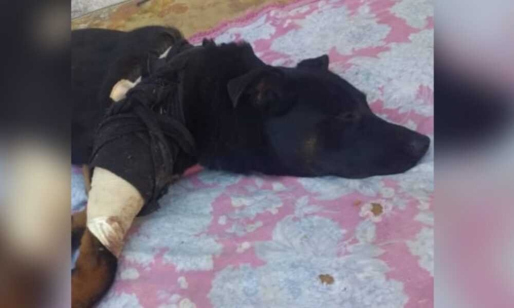 Llamado a la solidaridad: Un camión atropelló un perro y buscan fondos para su operación