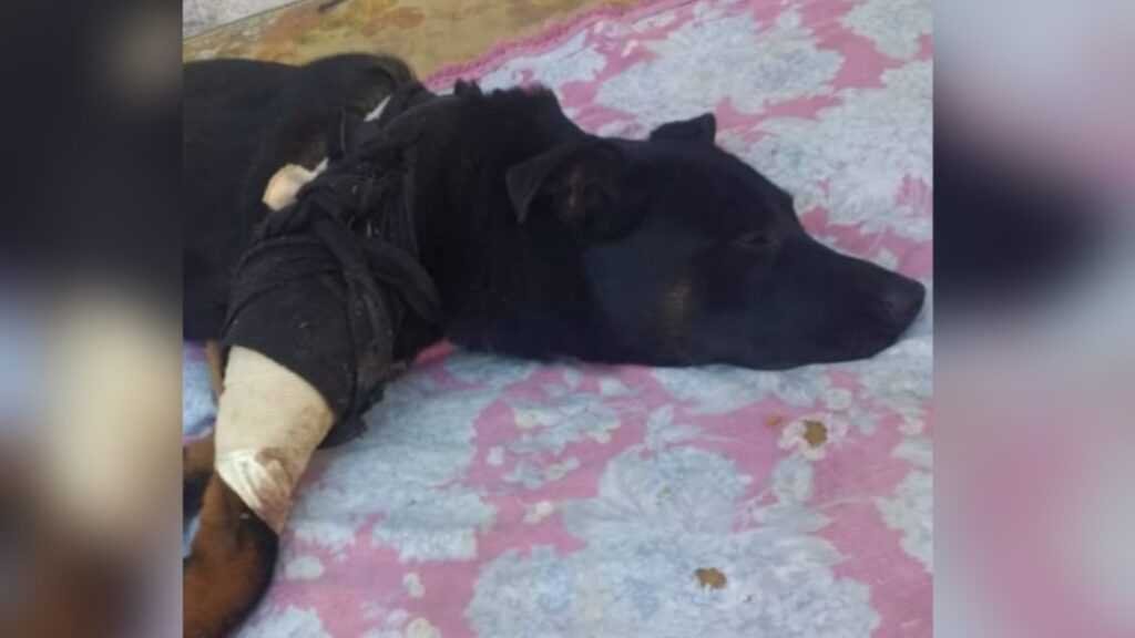 Llamado a la solidaridad: Un camión atropelló un perro y buscan fondos para su operación