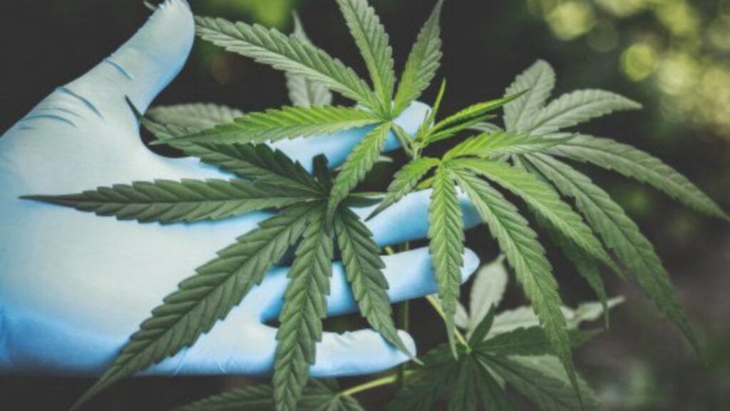 Eliminaron al cannabis de la lista de drogas peligrosas