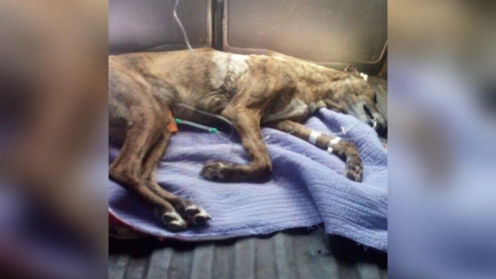 Un perro callejero fue brutalmente atacado y ahora buscan fondos para su recuperación