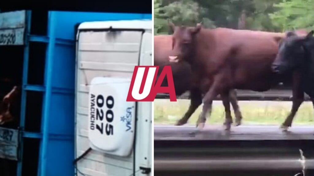 Volcó un camión de Ayacucho con vacas y los animales corrieron libres por la autopista
