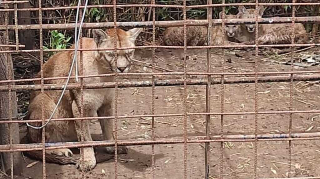 Balcarce: Tenía un zoológico en su casa y fue allanado
