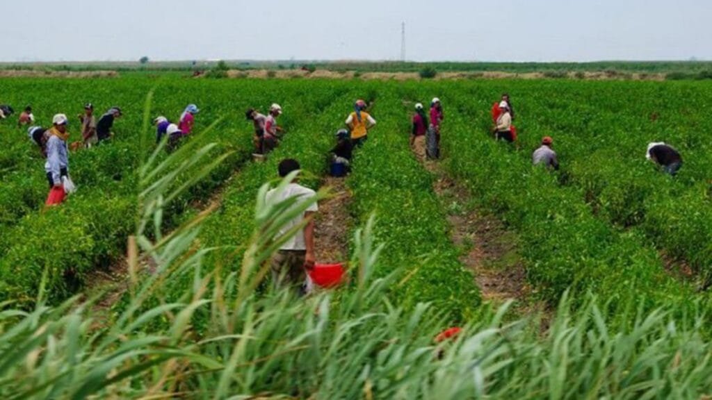 Por “trata laboral” en Tandil, procesan a directivos de una productora de frutos rojos