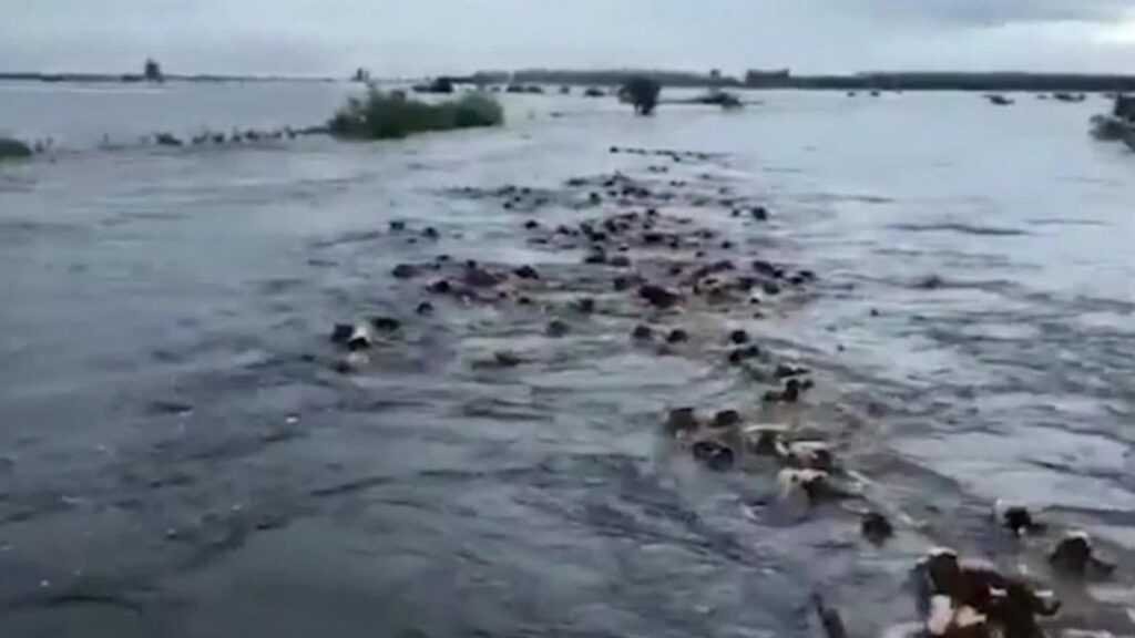 Fake news: Vacas siendo arrastras por una corriente de agua durante una tormenta