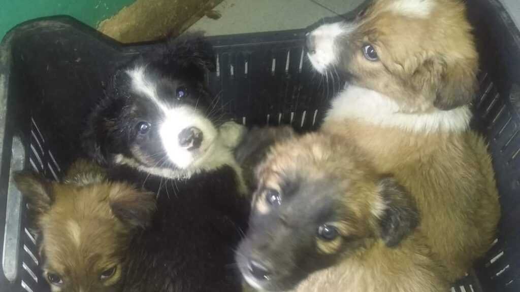 Dejaron abandonado a varios cachorros: buscan familias que los adopten