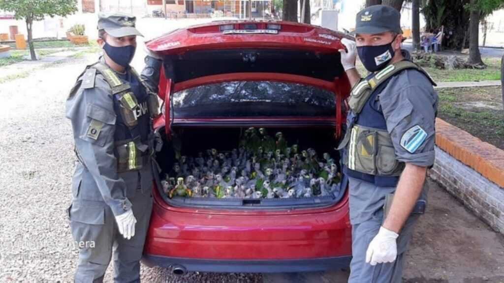 Traficantes de animales llevaban más de 200 loros habladores en el baúl de su auto