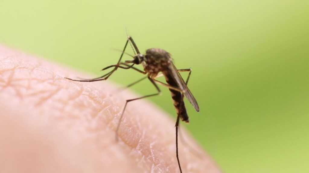 Volvieron los mosquitos: ¿Como evitarlos?