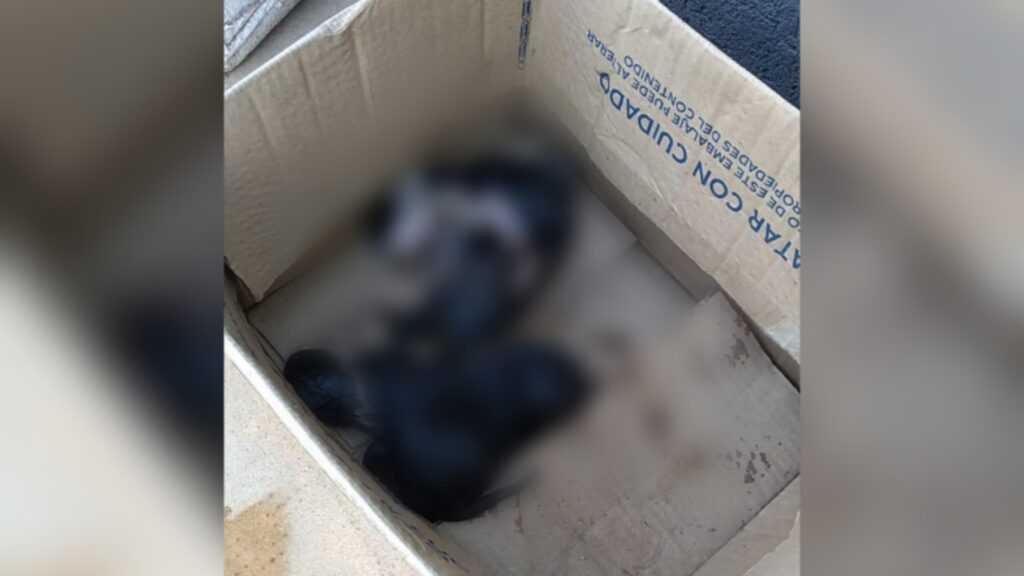 ¡INDIGNANTE!: Arrojaron varios cachorros a la basura