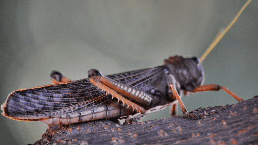 Fumigación de plagas: La Asamblea Verde emitió un comunicado para saber que se puede denunciar