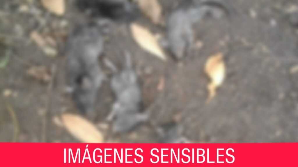 Vecinos del Barrio “El Estadio” denuncian la falta de limpieza y la presencia de roedores