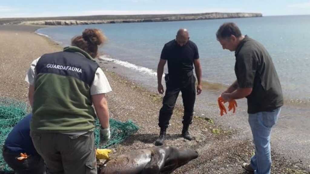 Repudiable: Pescadores matan a palazos a un lobo marino atrapado en una red en Península Valdés