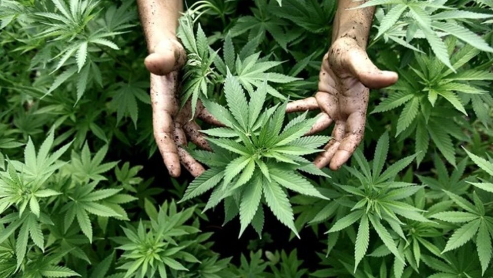 Cannabis Medicinal Ayacucho: Denuncian que 30 cultivadores sufrieron robos de plantas en una semana