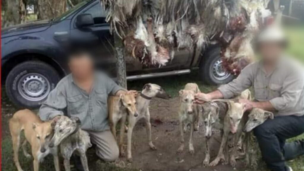 Denuncian a un productor local por permitir en su campo la caza de avestruces con galgos