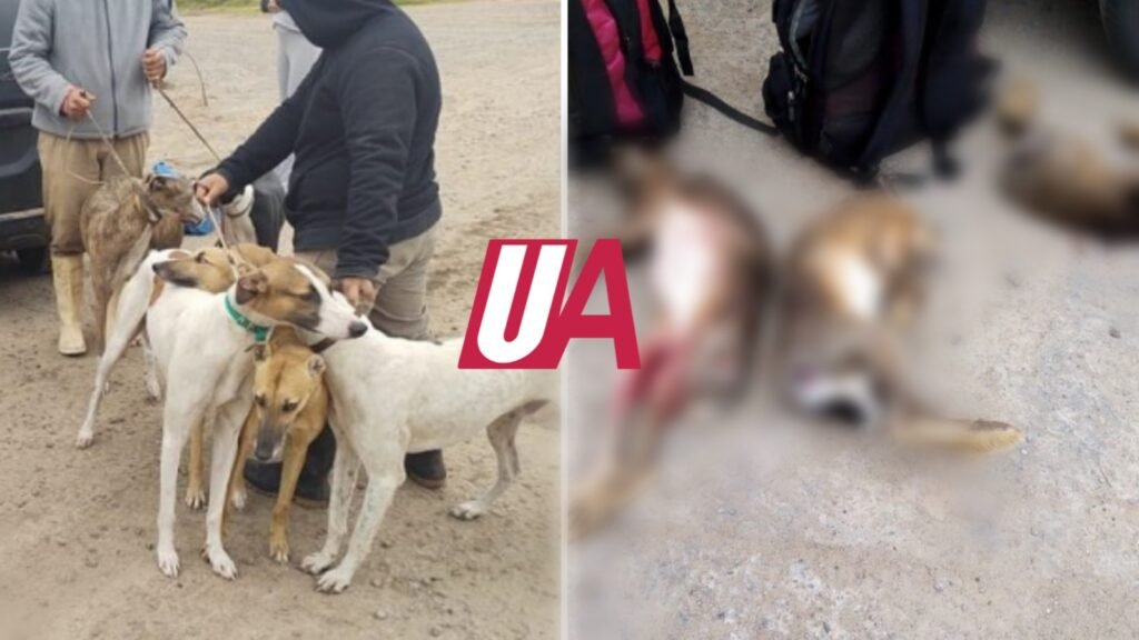 La Policía infracciono a cazadores con perros galgos