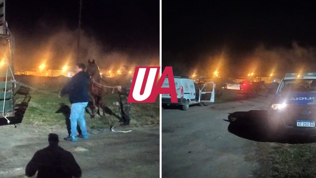 Continúa el secuestro de animales en la vía pública