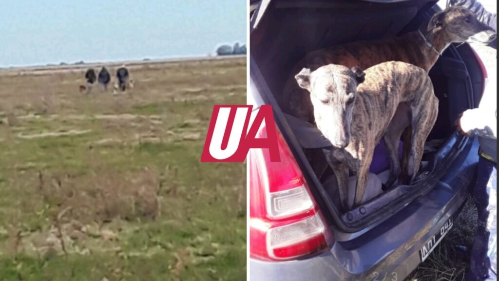 Infraccionaron a cazadores que usaban perros galgos