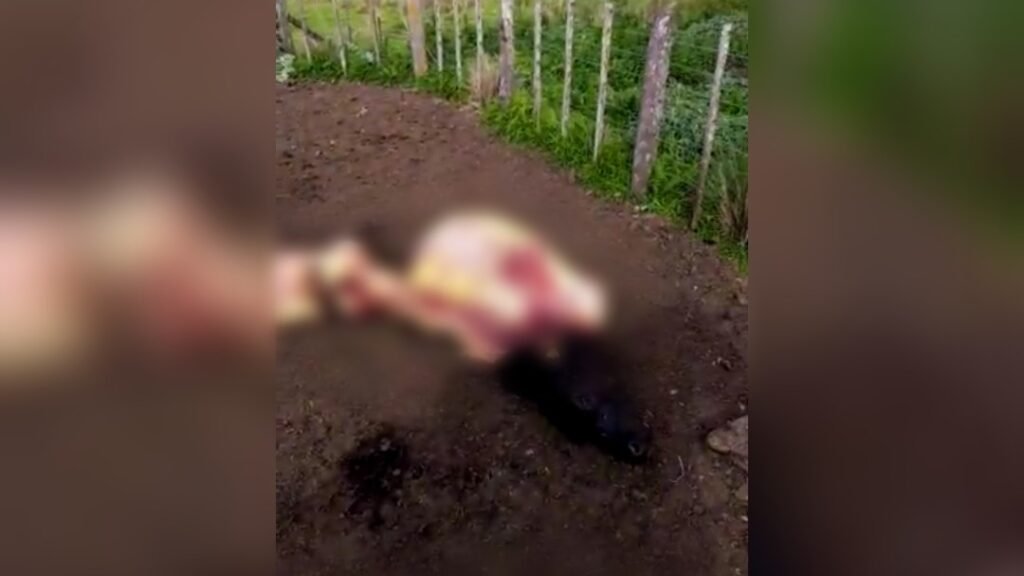 Tras el robo de corderos, sufrieron la faena de dos vacas más