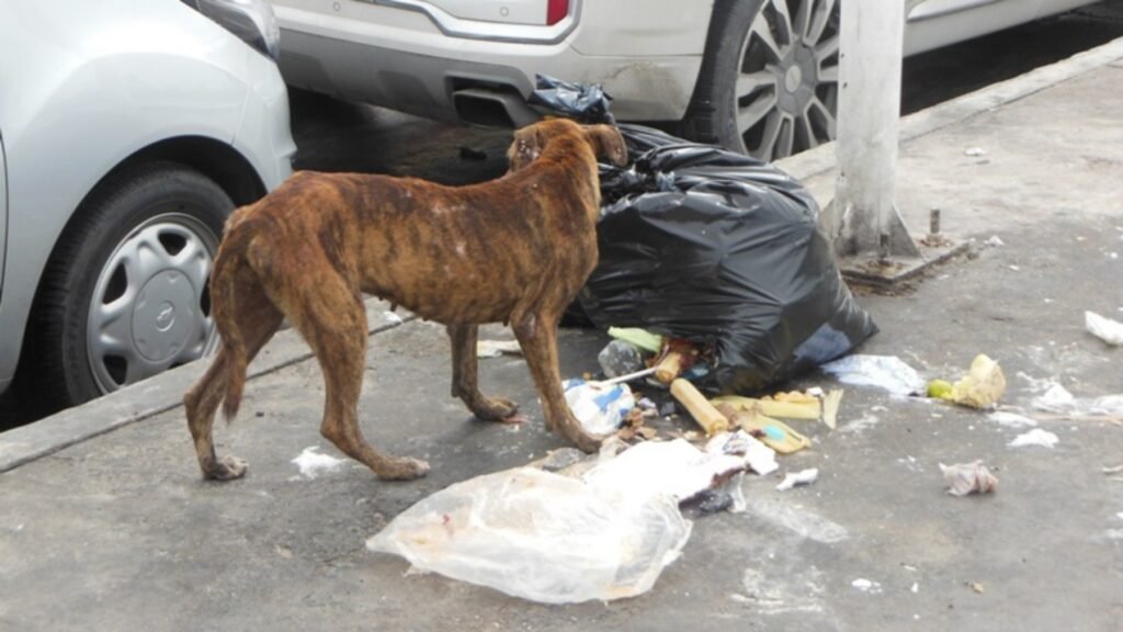 Madariaga: Multaran a los dueños de perros sueltos en la vía pública