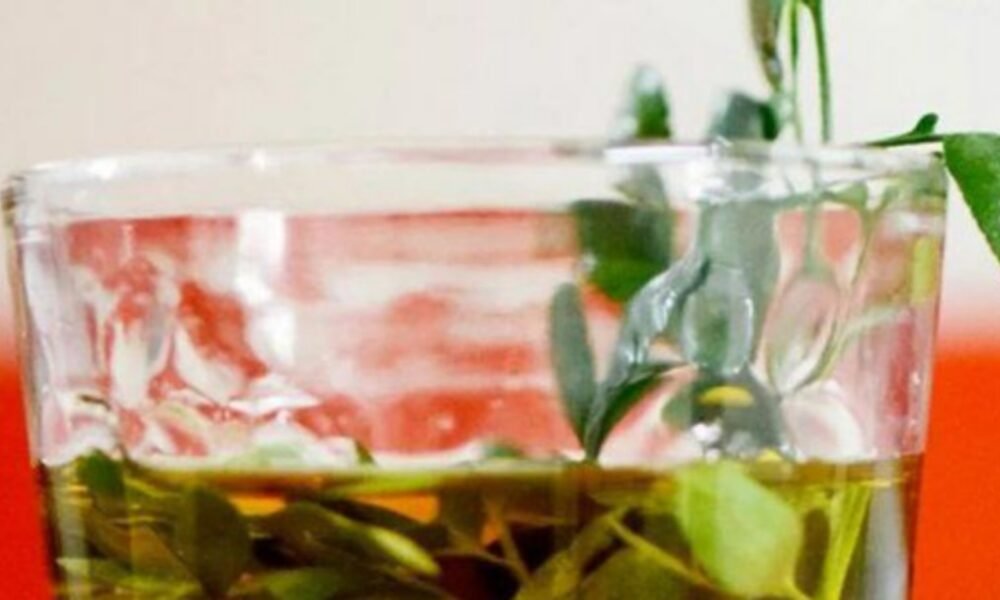 Caña con ruda: cómo se toma y cuál es el origen de la tradición del 1° de agosto