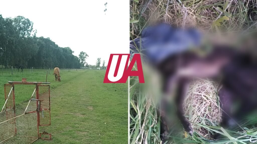 Club Independiente: Aparecieron elementos para preparar galgos para usarlos en carreras