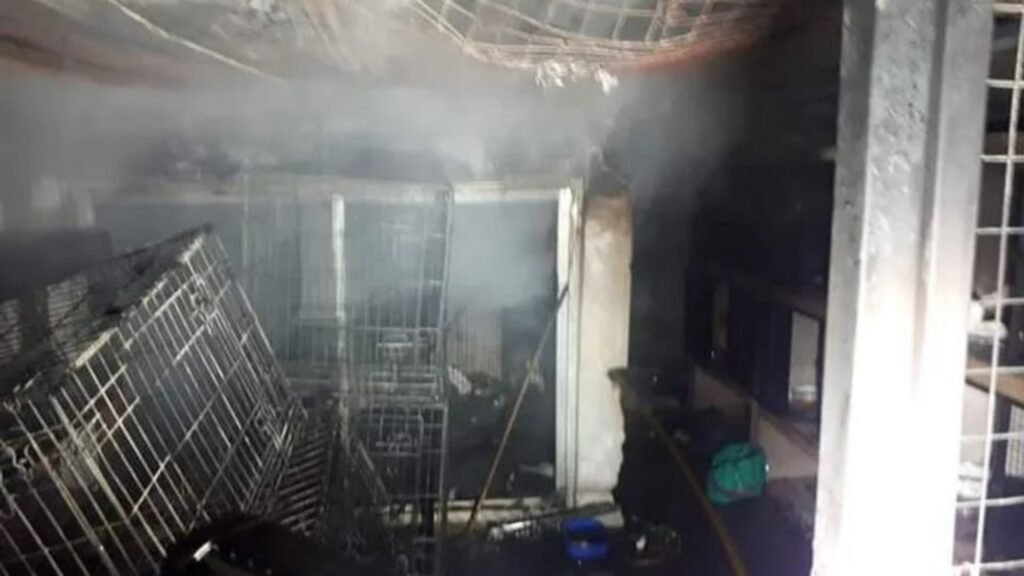 Se incendió un refugio de animales: murieron gran cantidad de gatitos y piden donaciones