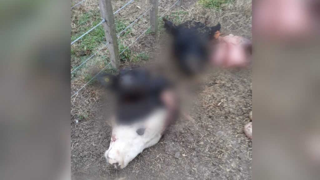 ¡Enojo total! Un productor local fue víctima de varias carneadas de animales