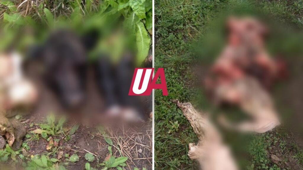 Un productor sufrió la faena de un animal