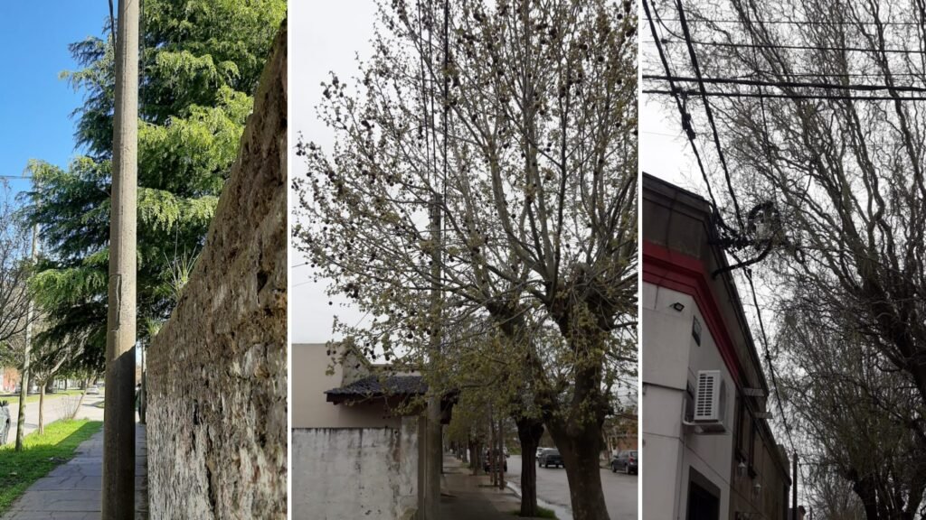 La falta de poda genera inconvenientes en los servicios