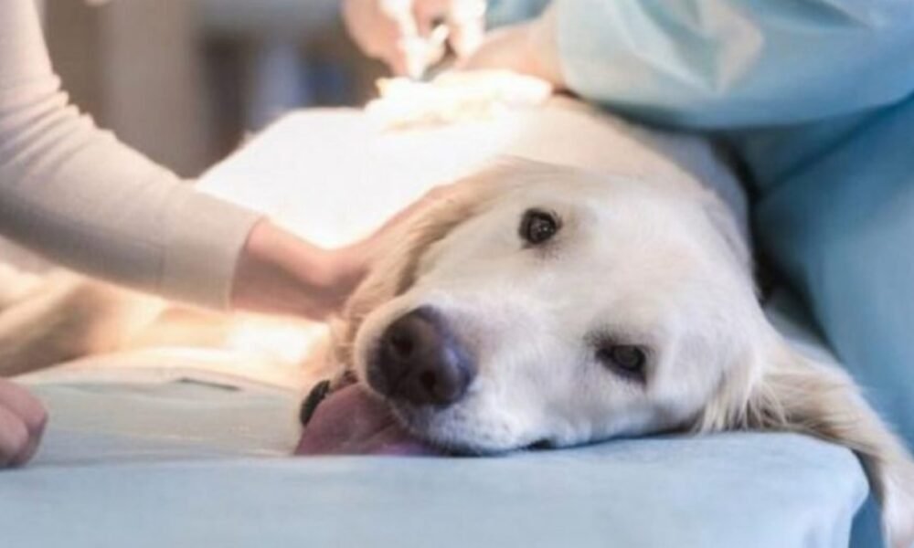 Castraciones atrasadas o canceladas: Las protectoras de animales emitieron un comunicado