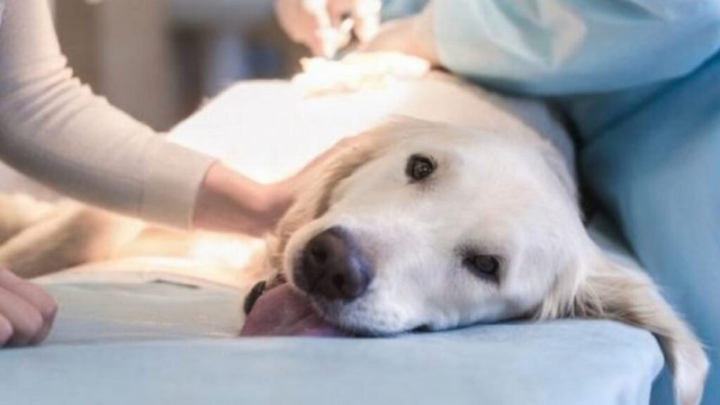 Castraciones atrasadas o canceladas: Las protectoras de animales emitieron un comunicado