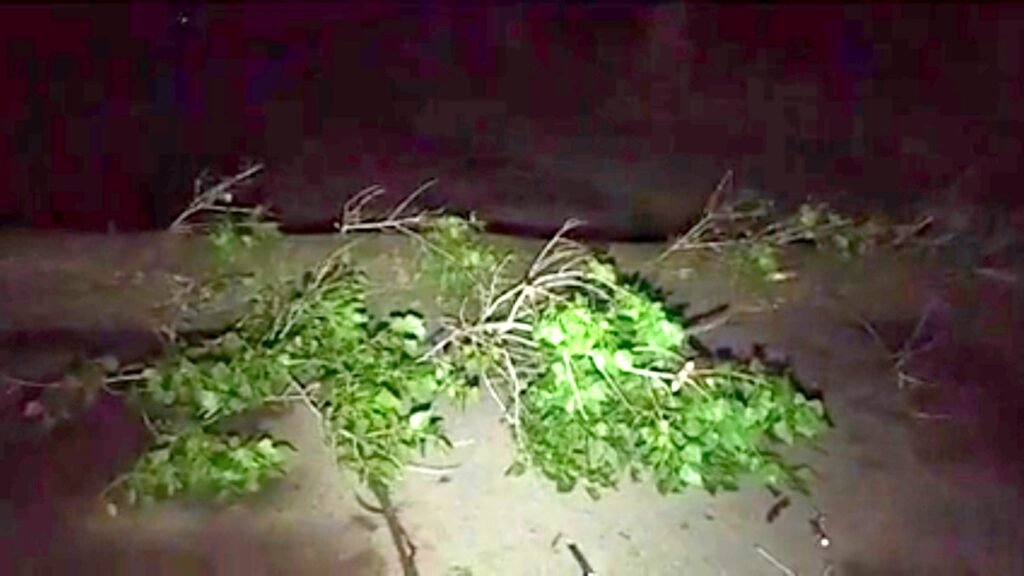 Cortaron uno de los accesos a la ciudad por la caída de un árbol