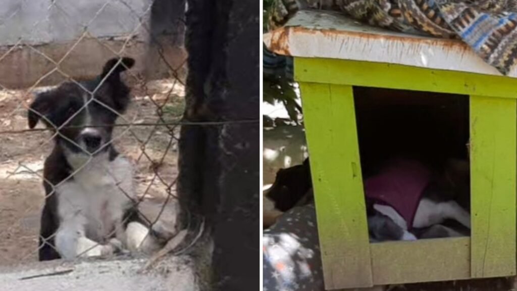 Video: Un ex trabajador denunció públicamente varios delitos que ocurrirían en los caniles del Municipio