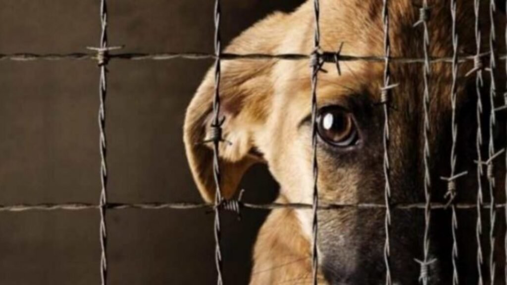 Maltrato animal: ¿Que Ordenanzas y Leyes los protege?