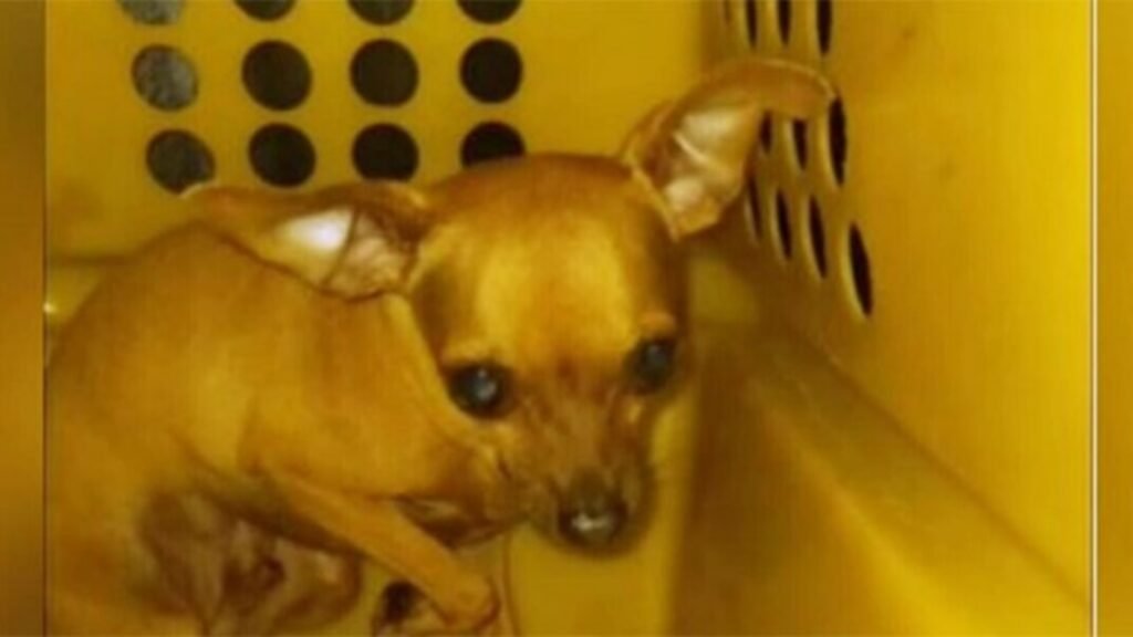 Detuvieron a un argentino en Camboribú por dejar a su perro encerrado cuatro horas en la camioneta